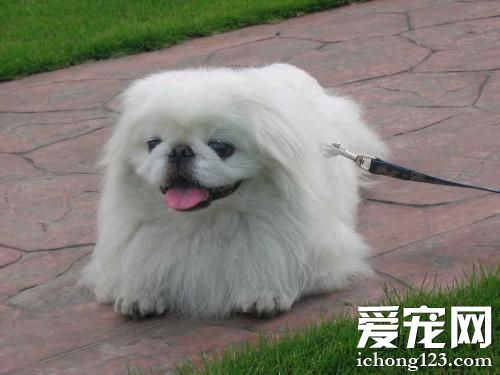 京巴狗喜欢吃什么 饮食习惯有哪些