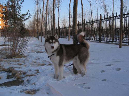 可爱哈士奇的图片