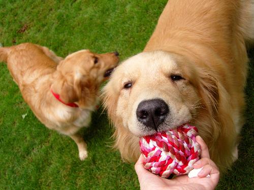 金毛犬图片赏析