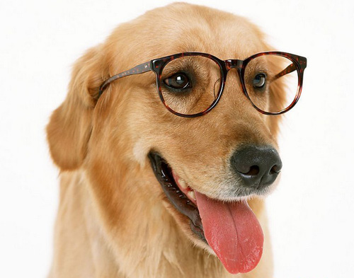 帅气金毛的照片