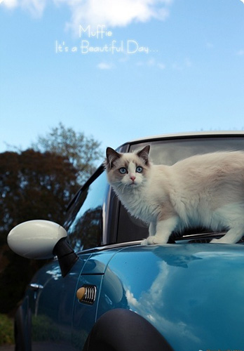 一只布偶猫多少钱 价格太低可能品种不纯