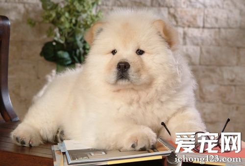 大松狮的帅气照片