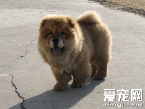 憨厚松狮的图片