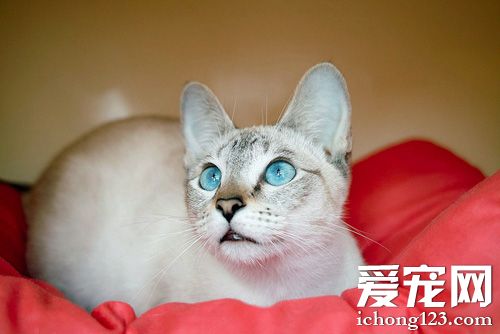 灵气暹罗猫的图片