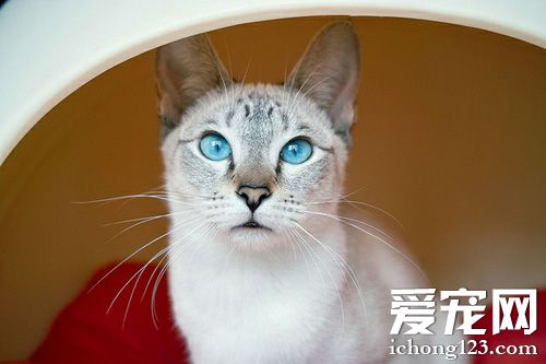 暹罗猫吃什么猫粮好 保证粮食质量