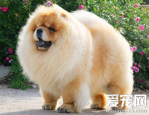 松狮便秘怎么办 首先应该调整它的饮食