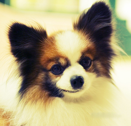 蝴蝶犬怎么看纯不纯 判断标准是什么