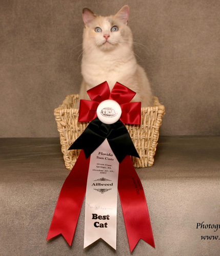 布偶猫好养吗 哪些人适合饲养布偶