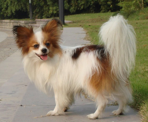 蝴蝶犬能长多大 了解狗狗的标准体形