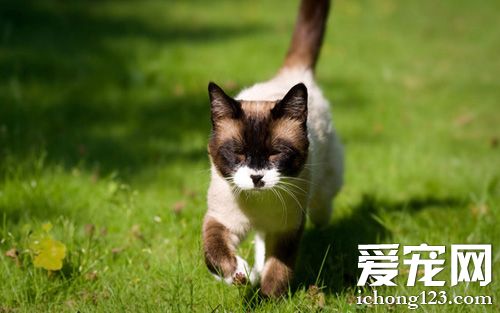 乖乖暹罗猫的美照