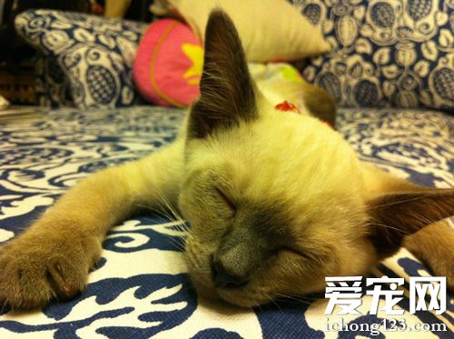 灵气暹罗猫的图片