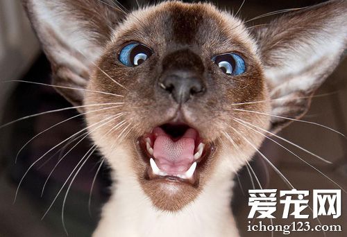 暹罗猫怎么养更好 了解它的习性