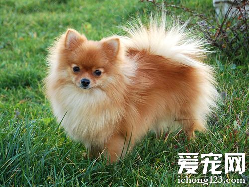 小可爱博美的图片