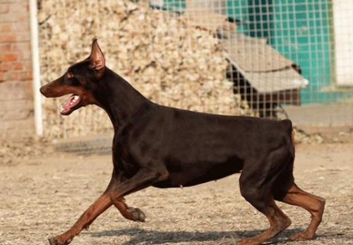杜宾犬的标准 详细了解杜宾的各个特征