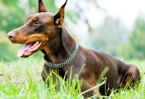 神气杜宾的时尚照片