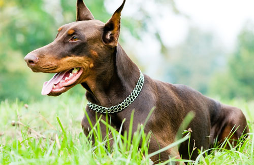 杜宾犬训练方法 表现不好也要热情地鼓励