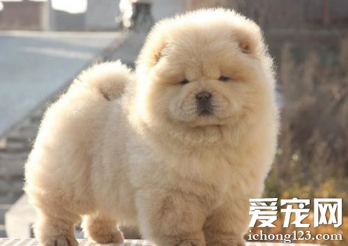 松狮犬得了细小怎么办 治疗+预防的措施