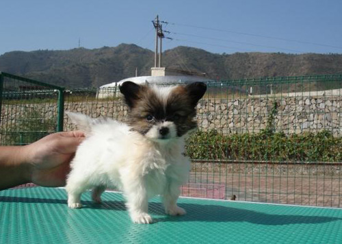 家养蝴蝶犬的各种表情