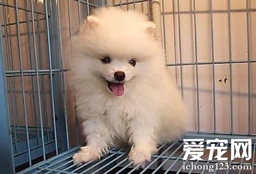 博美犬的时尚照片