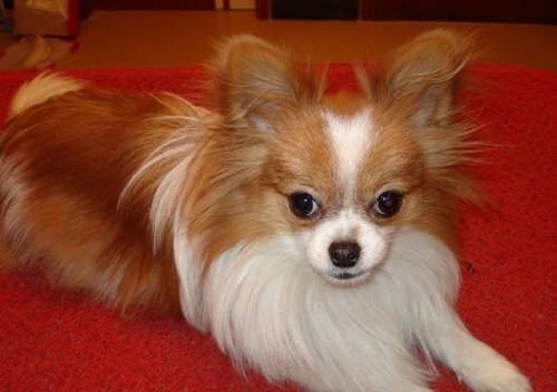 秀气蝴蝶犬的图片