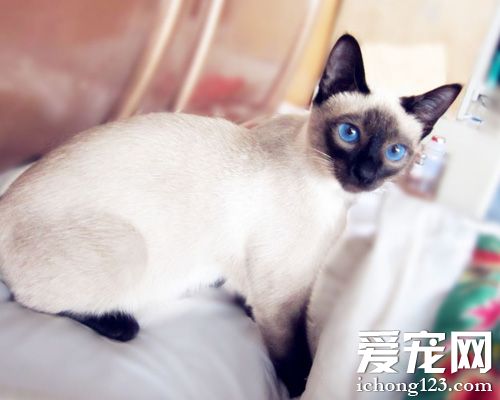 暹罗猫怎么训练 训练它与其他宠物共处