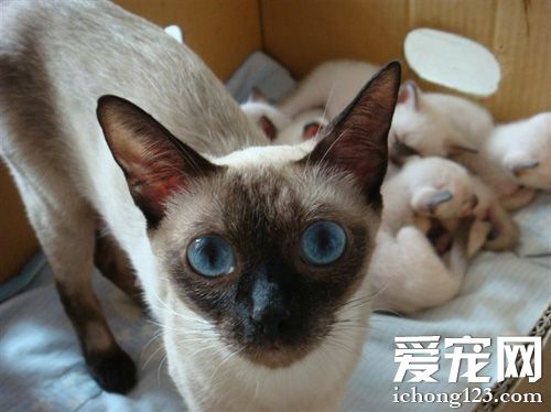 灵气暹罗猫的图片