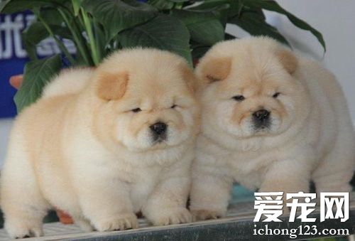 毛绒绒松狮的图片