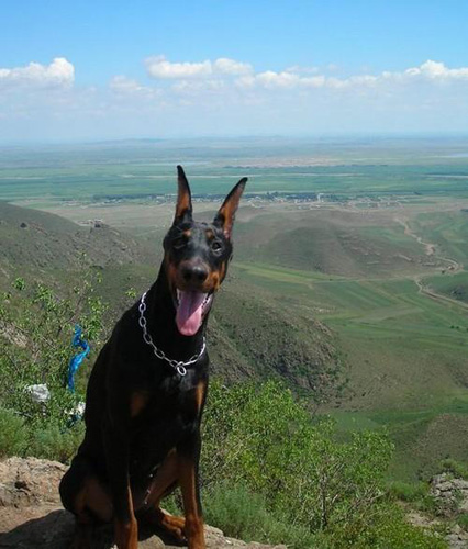 杜宾犬的缺点 适合为事业漂泊中的年轻人