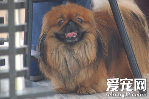 哈巴狗的生活照片