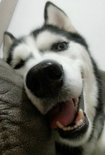 可爱哈士奇的图片