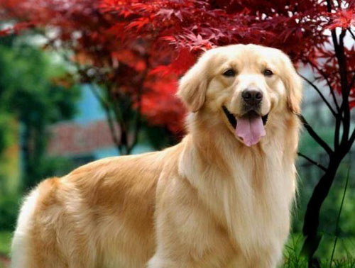 乖乖金毛的图片