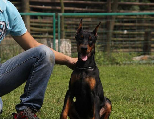 杜宾犬的训练方法 需要日积月累耐心训练