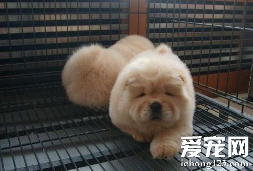 松狮犬多少钱一只 购买前学习一些宠物知识