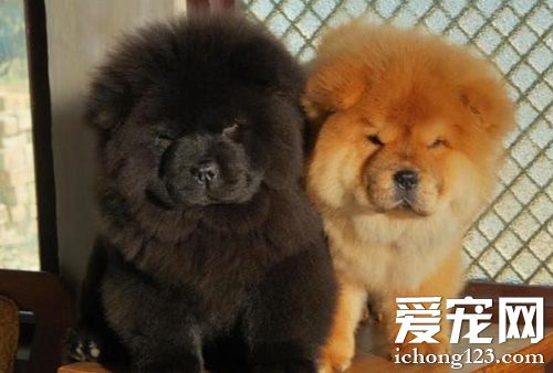 松狮犬拉肚子怎么办 有哪些原因导致