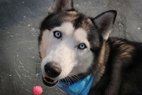 可爱哈士奇的图片