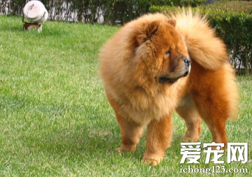 如何训练松狮犬 训练时需要注意什么