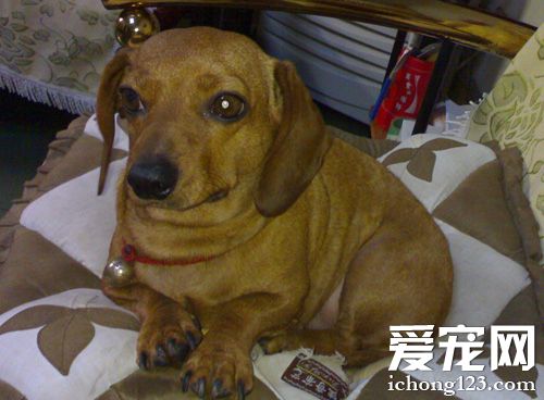 腊肠犬常见疾病 比较多不适合初养者饲养