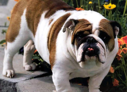 慵懒的斗牛可爱照片