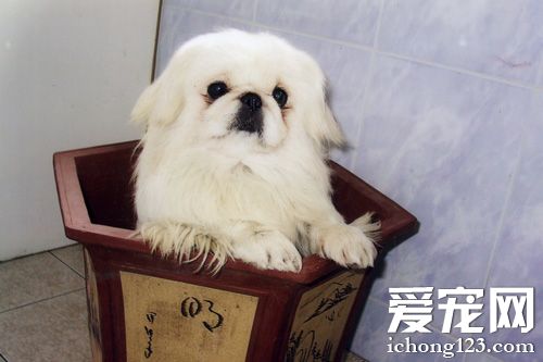 京巴犬的可爱图片