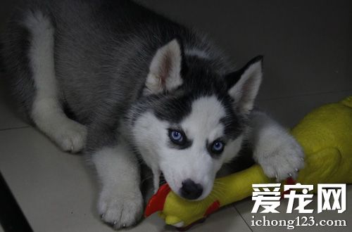 帅气二哈的图片