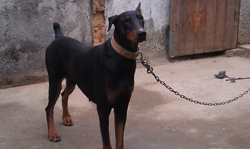 杜宾犬多少钱一只 血统纯正的杜宾价格昂贵