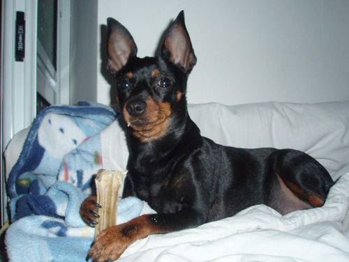 怎样训练杜宾犬 尽早训练并且坚持训练