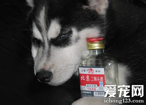 帅气二哈的图片