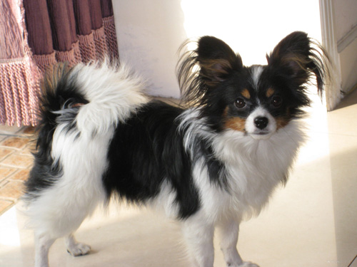 蝴蝶犬吃什么狗粮好 并不是价格越贵越好