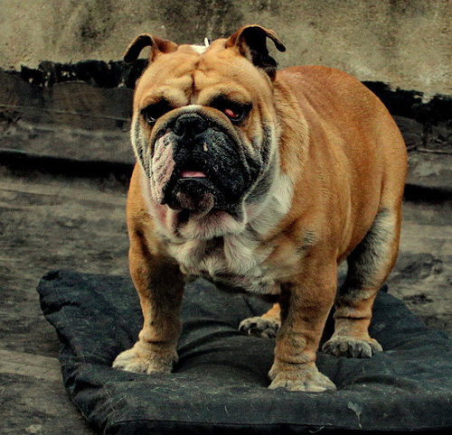 霸气斗牛犬的图片