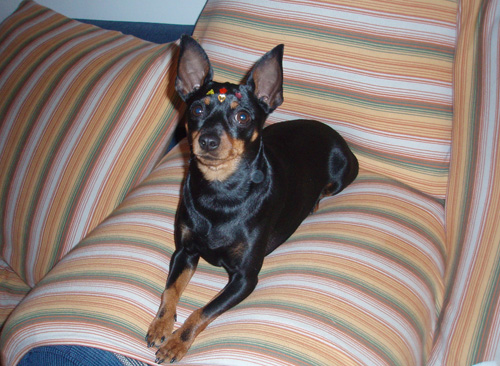 迷你杜宾犬吃什么 喂养狗狗的方法各不相同