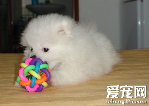 小可爱博美的图片