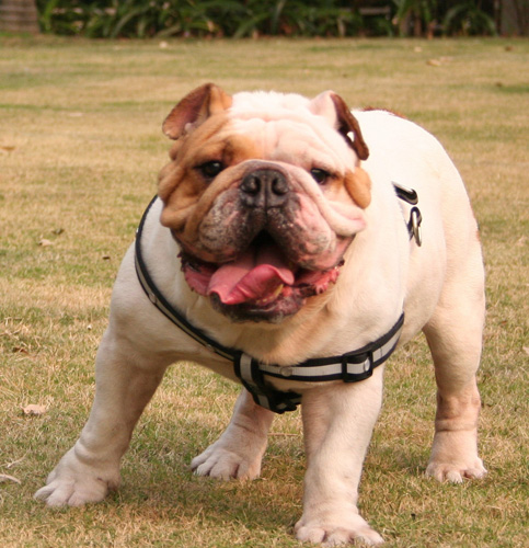 霸气斗牛犬的图片
