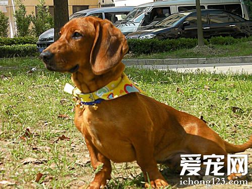 调皮腊肠犬的图片