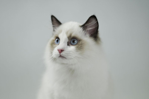 呆萌布偶的乖乖图